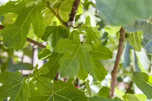 Ficus carica 'Grise de Tarascon' - 2 Ltr pot - image 2