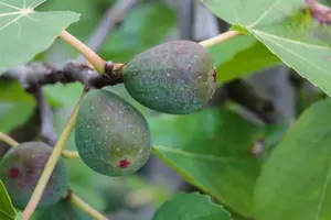 Ficus carica 'Ice Crystal'