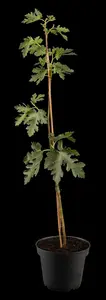 Ficus carica 'Ice Crystal' - 40-50 CM C7.5 - image 2