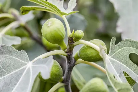 Ficus carica 'Kadota' - 50-60 CM C2