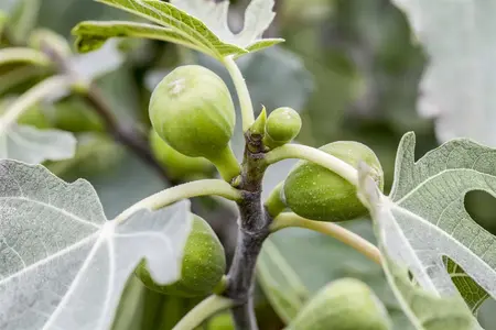 Ficus carica 'Kadota' - 2 Ltr pot