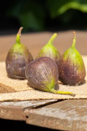 Ficus carica 'Little Miss Figgy' - C1.7