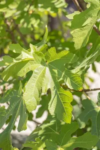 Ficus carica 'Osborn's Prolific'