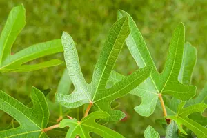 Ficus carica 'Rouge de Bordeaux' - 80-100 CM C10 - image 2