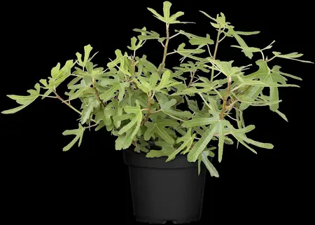 Ficus carica 'Rouge de Bordeaux' - 80-100 CM C20 - image 1