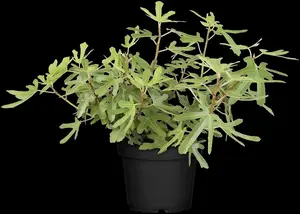 Ficus carica 'Rouge de Bordeaux'