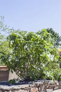 Ficus carica 'Violet de Normandie' - 50-60 CM C2 - image 2