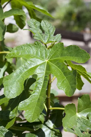 Ficus carica 'Violet de Normandie' - 50-60 CM C2 - image 5
