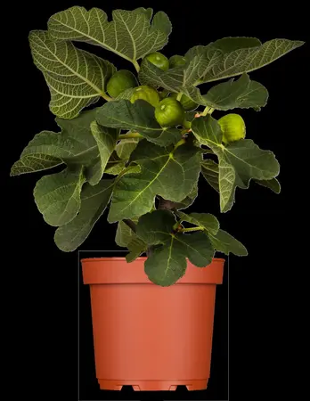 Ficus carica 'Violet de Normandie' - 50-60 CM C2 - image 1