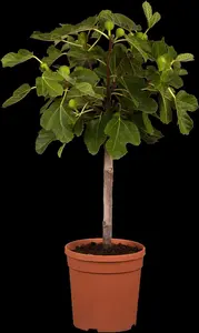 Ficus carica 'Violet de Normandie' - 50-60 CM C2 - image 4