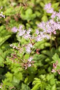 Filipendula 'Kahome'