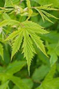 Filipendula purpurea 'Elegans' - P9 - image 3