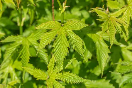 Filipendula purpurea 'Elegans' - P9 - image 2