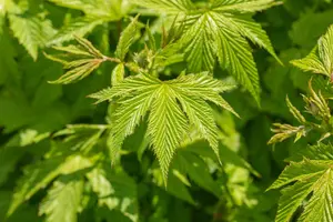 Filipendula purpurea 'Elegans' - P9 - image 3