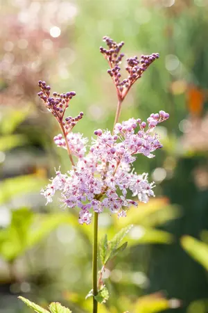 Filipendula rubra 'Venusta' - P9 - image 1
