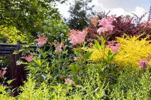 Filipendula rubra 'Venusta' - P9 - image 2