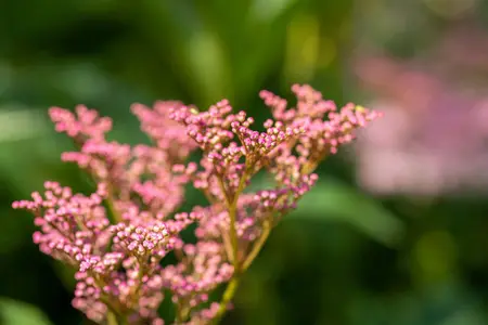 Filipendula rubra 'Venusta' - P9 - image 3