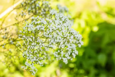 Filipendula ulmaria - P9 - image 1