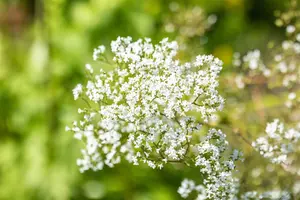 Filipendula ulmaria - P9 - image 2