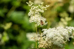 Filipendula ulmaria - P9 - image 5