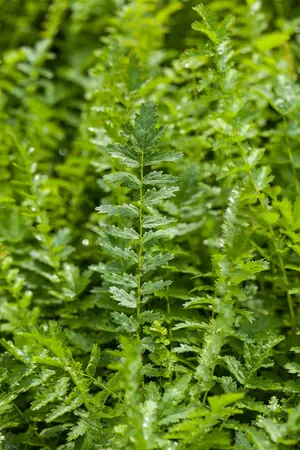Filipendula vulgaris - P9 - image 3