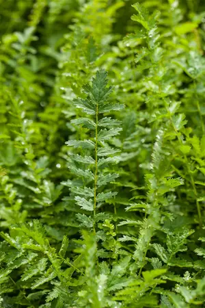 Filipendula vulgaris - 2 Ltr pot - image 3