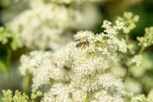 Filipendula vulgaris