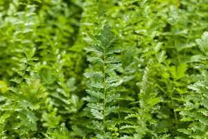 Filipendula vulgaris - P9 - image 2