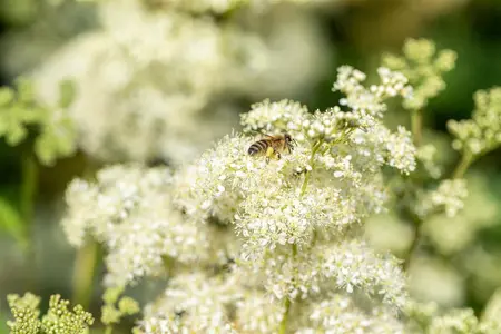 Filipendula vulgaris - 2 Ltr pot - image 1