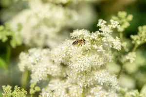 Filipendula vulgaris - 2 Ltr pot - image 1
