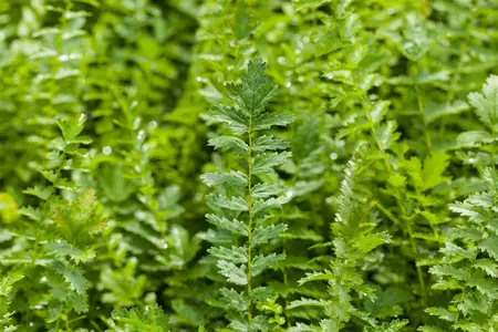 Filipendula vulgaris - 2 Ltr pot - image 2