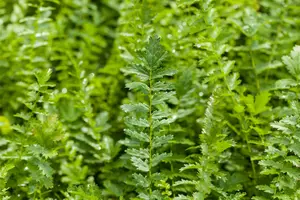 Filipendula vulgaris - 2 Ltr pot - image 2