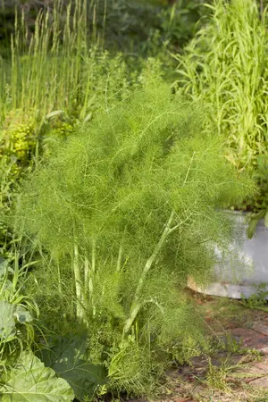 Foeniculum vulgare - P9 - image 2