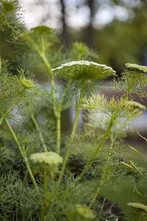 Foeniculum vulgare - P9 - image 3