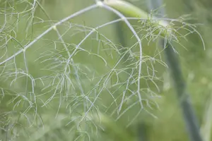 Foeniculum vulgare - P9 - image 5