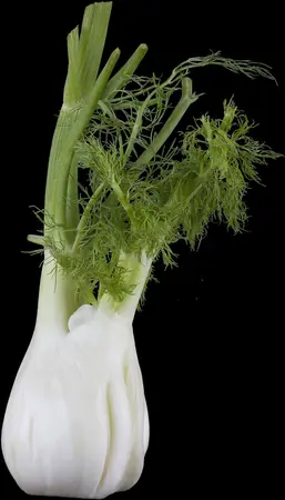 Foeniculum vulgare - P9 - image 1