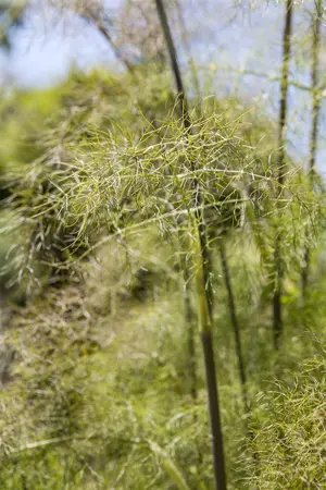 Foeniculum vulgare 'Purpureum' - P9 - image 2