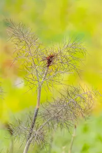 Foeniculum vulgare 'Purpureum' - P9 - image 4