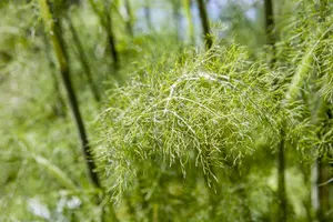 Foeniculum vulgare 'Purpureum'