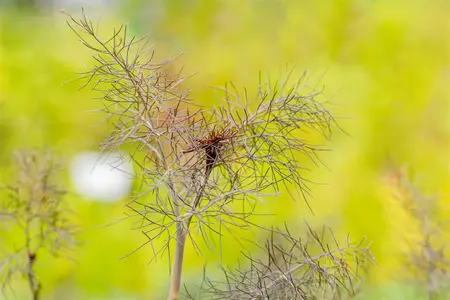 Foeniculum vulgare 'Purpureum' - P9 - image 3