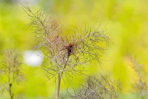 Foeniculum vulgare 'Purpureum' - P9 - image 3