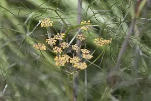 Foeniculum vulgare 'Rubrum' - P11