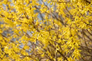Forsythia 'Courtasol'