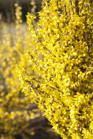 Forsythia 'Goldrausch' - 2 Ltr pot - image 2