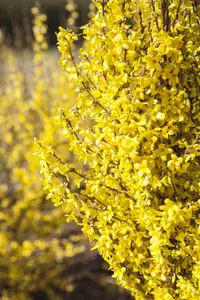 Forsythia 'Goldrausch' - 30-40 CM C3.5 - image 2