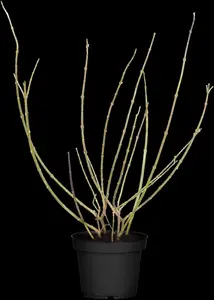 Forsythia 'Goldrausch' - 2 Ltr pot - image 5