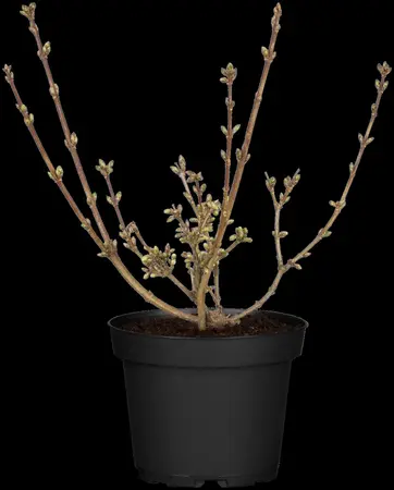 Forsythia 'Goldrausch' - 30-40 CM C3.5 - image 3