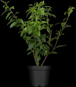 Forsythia 'Goldrausch' - 3 Ltr pot - image 1