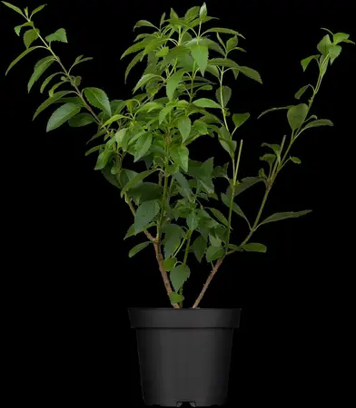 Forsythia 'Goldrausch' - 50-60 CM C3.5 - image 1