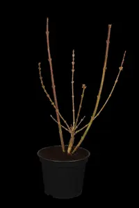 FORSYTHIA i SPECTABILIS